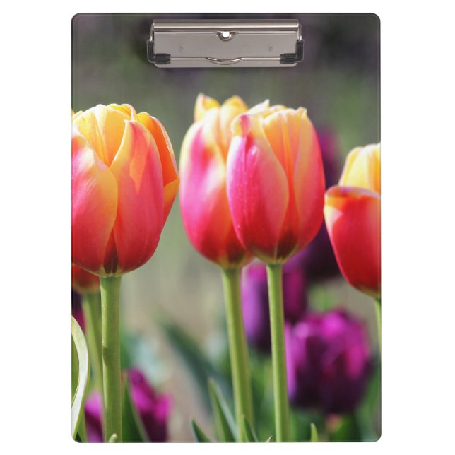 Falln Tulips Aflm Klemmbrett (Vorderseite)
