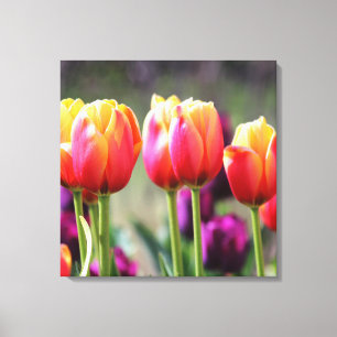 Falln Tulips Aflm Leinwanddruck