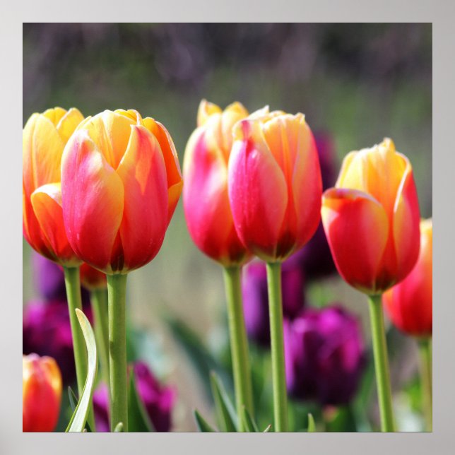 Falln Tulips Aflm Poster (Vorne)