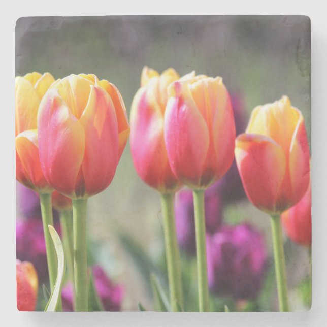 Falln Tulips Aflm Steinuntersetzer (Vorderseite)
