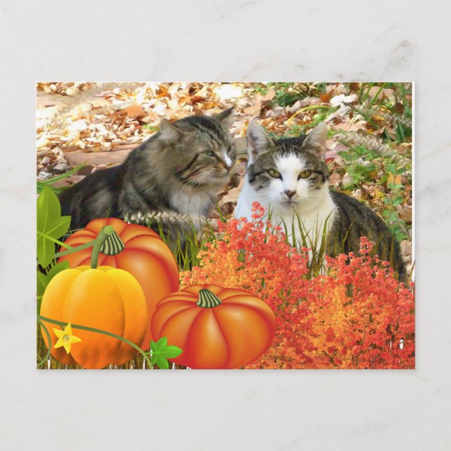 Falls Season Cats und Pumpkins Postkarte (Vorderseite)