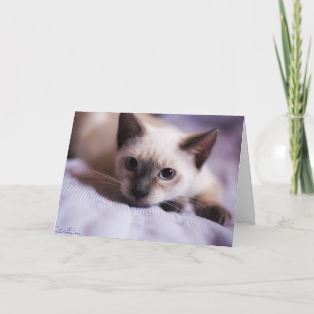 Falsch niedliche Karte (Vorderseite)