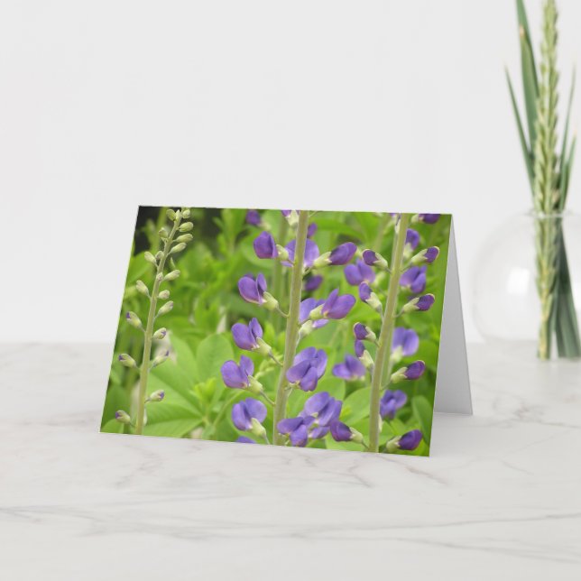 Falsche Indigokarte (Baptisia australis) Feiertagskarte (Vorderseite)