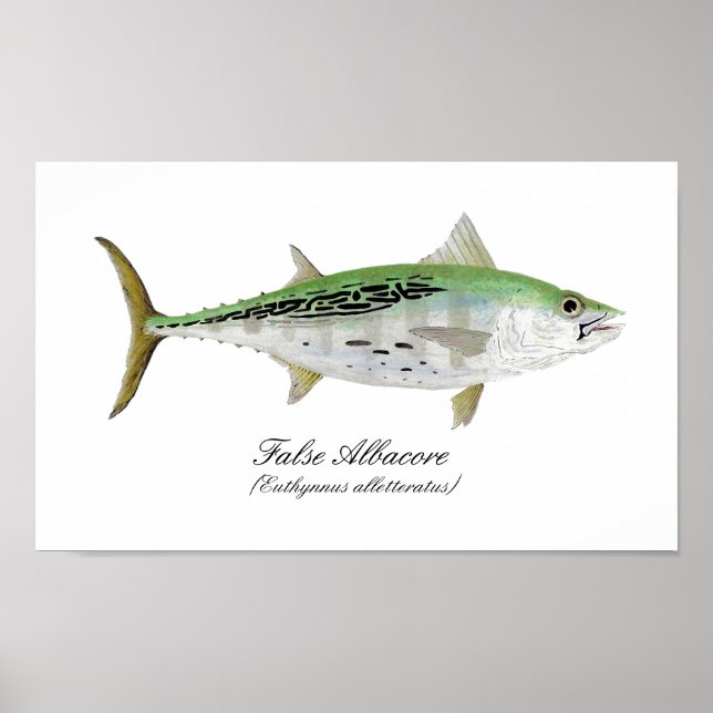 False Albacore Tuna Poster (Vorne)