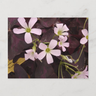 False Kleeblatt Oxalis Triangularis Postkarte