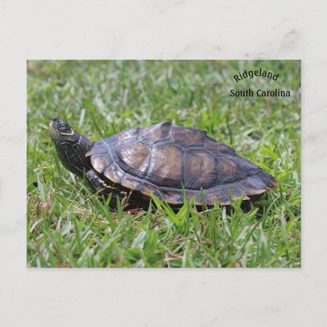 False Map Turtle Ridgeland Sc Postkarte (Vorderseite)