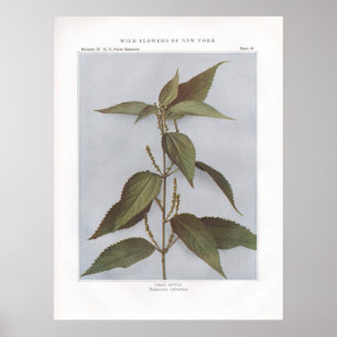 False Nettle - Boehmeria zylinderrica Poster