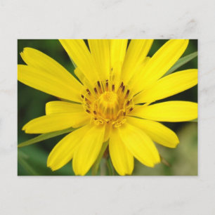 False Sunflower Postcard Postkarte