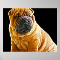Falten, der Chinesische Shar Pei Welpe Hund