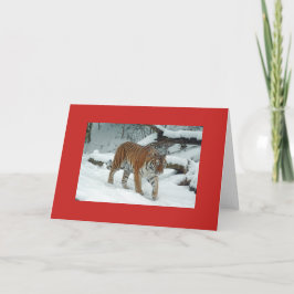 Faltes KartenTIGER IM SCHNEE