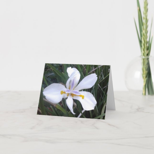 Faltkarte für das afrikanische Iris-Foto des Schme (Vorderseite)