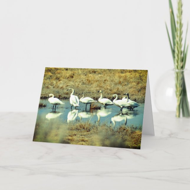 Faltkarte mit Foto der Schwäne Karte (Vorderseite)