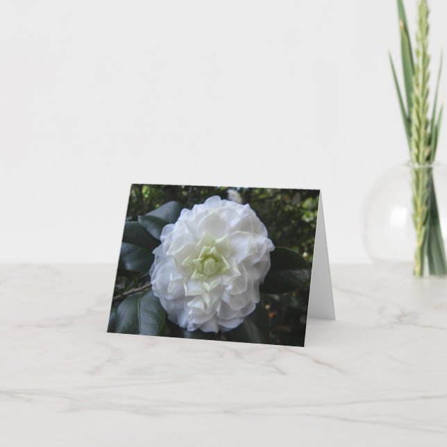 Faltschachtel für das weiße Camelia-Foto (Vorderseite)