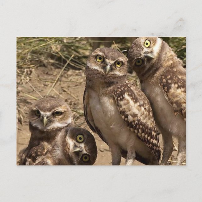 Fam uil postkarte (Vorderseite)