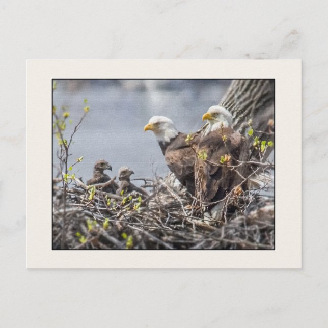 Familie Bald Eagle Postkarte (Vorderseite)