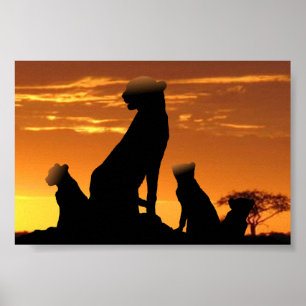 Familie Cheetah Poster