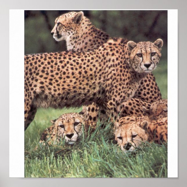 Familie Cheetah Poster (Vorne)