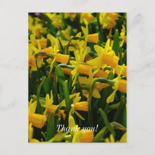 Familie Daffodil Danke Ihnen Postcard Postkarte