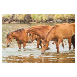 Familie der Braunen Pferde am Fluss