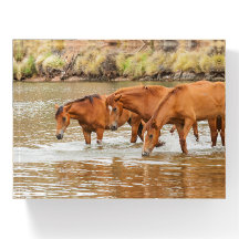 Familie der Braunen Pferde am Fluss