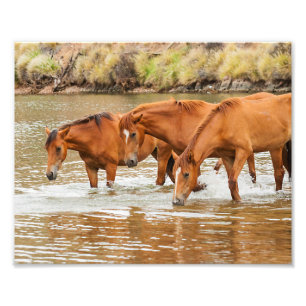 Familie der Braunen Pferde am Fluss Fotodruck