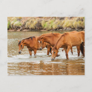 Familie der Braunen Pferde am Fluss Postkarte