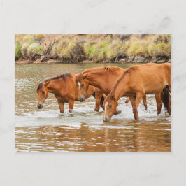 Familie der Braunen Pferde am Fluss Postkarte