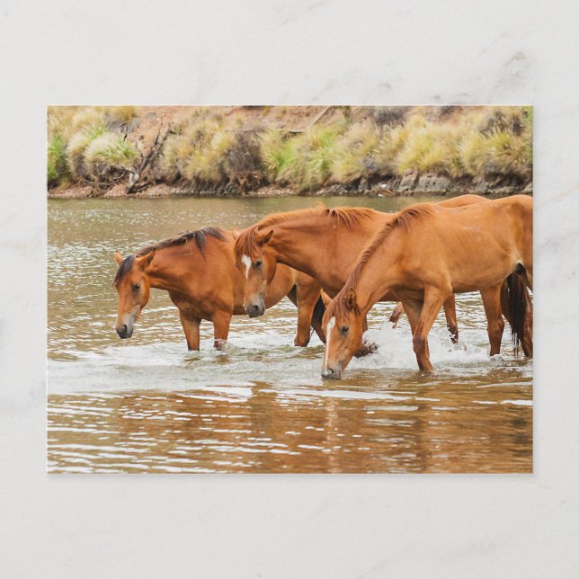 Familie der Braunen Pferde am Fluss Postkarte (Vorderseite)