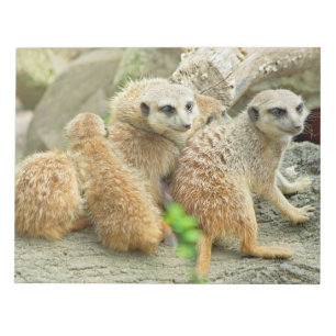 Familie der Fleischerkatzen - Notepad Notizblock