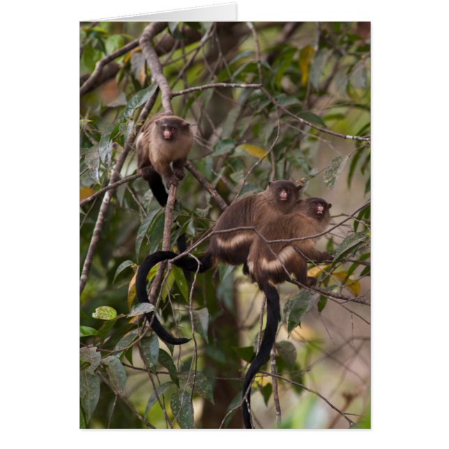Familie der MarmosetAffen (Vorne)