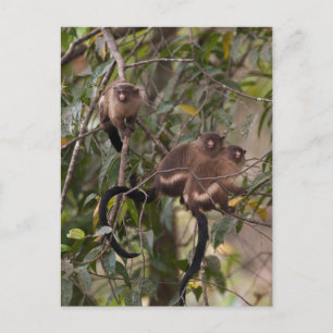 Familie der MarmosetAffen Postkarte