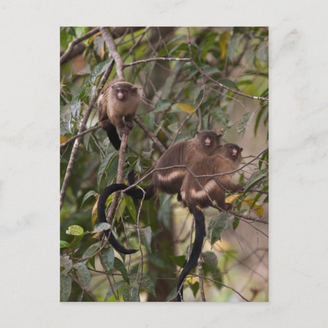 Familie der MarmosetAffen Postkarte (Vorderseite)