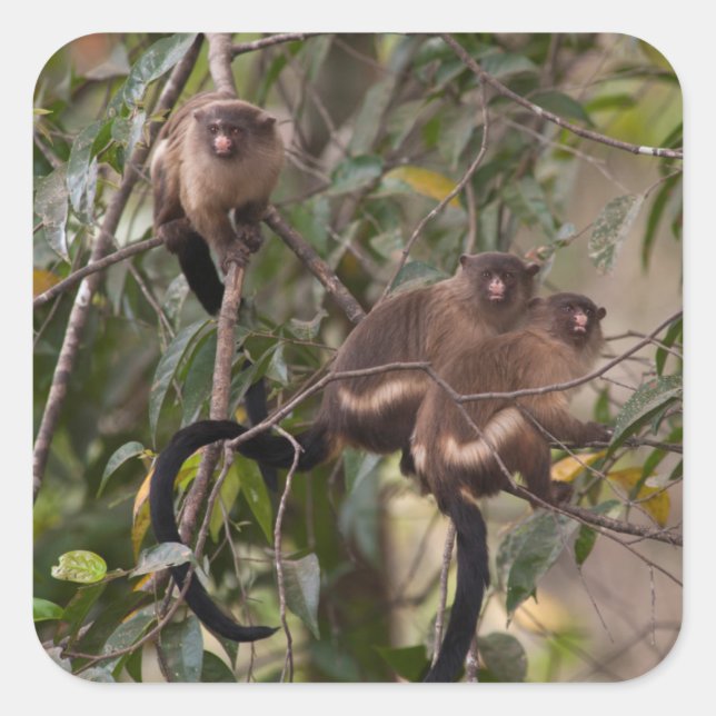 Familie der MarmosetAffen Quadratischer Aufkleber (Vorderseite)