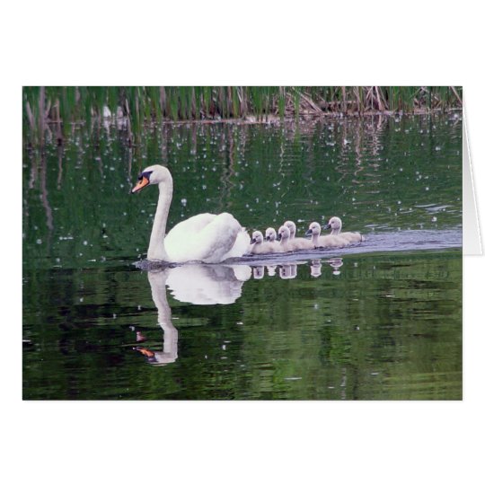 Familie der Schwäne Karte