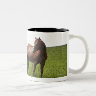 Familie des Pferds auf dem Gebiet Zweifarbige Tasse