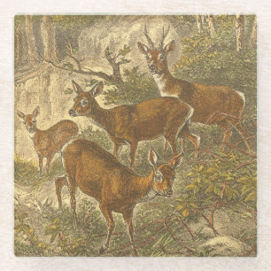 Familie des Rogens - Rotwild in einem Wald Glasuntersetzer