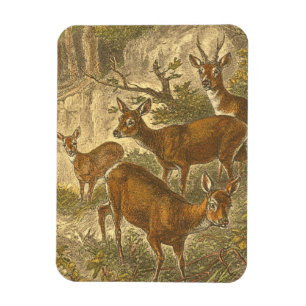 Familie des Rogens - Rotwild in einem Wald Magnet