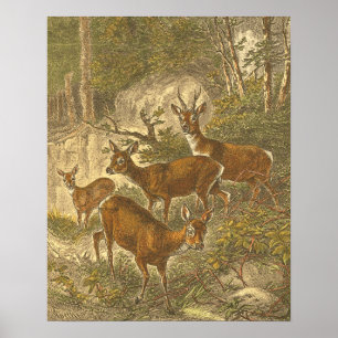Familie des Rogens - Rotwild in einem Wald Poster