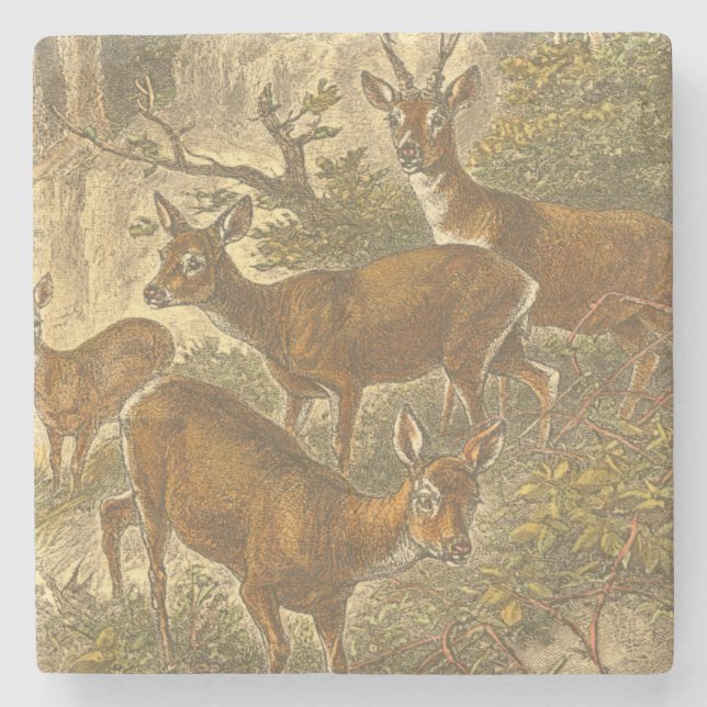 Familie des Rogens - Rotwild in einem Wald Steinuntersetzer (Vorderseite)