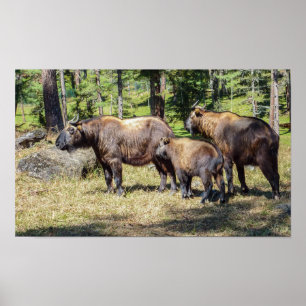 Familie des Takin, Nationaltier von Bhutan, Asien Poster