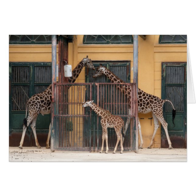 Familie Giraffe (Vorderseite (Horizontal))