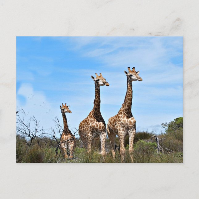 Familie Giraffe Postkarte (Vorderseite)