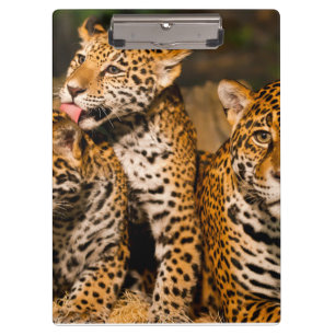 Familie Jaguar Klemmbrett