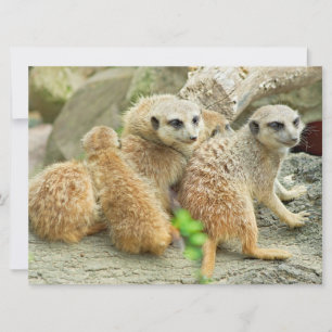 Familie Meerkats - Einladung