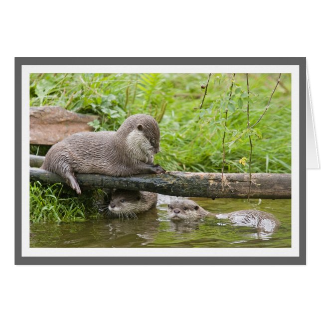Familie Otter (Vorderseite (Horizontal))