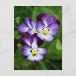 Familie Pansy Postkarte