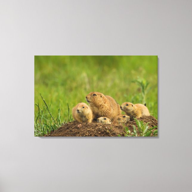Familie Prairie Dog in Den Leinwanddruck (Vorderseite)