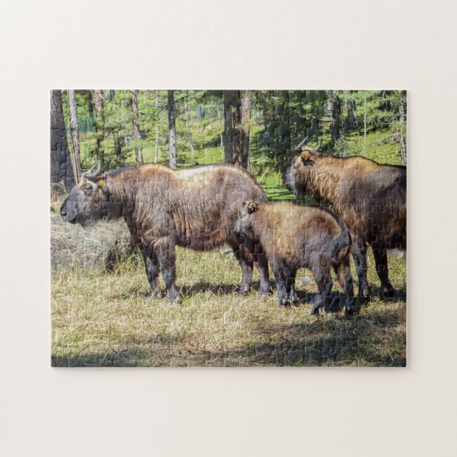 Familie Takin, bhutanisches Landtier, Asien (Horizontal)