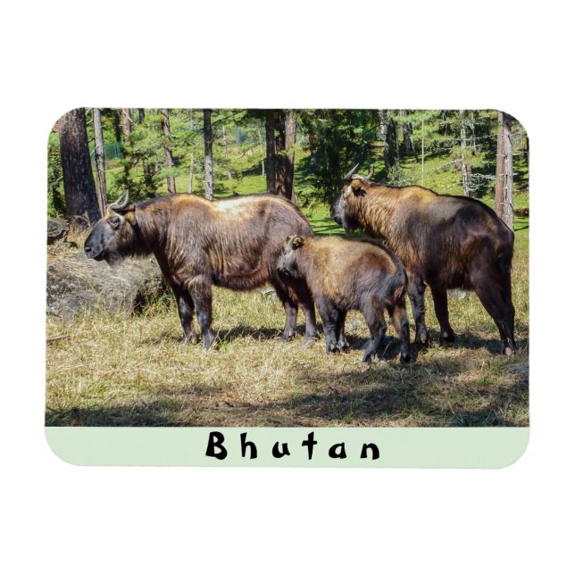 Familie Takin, bhutanisches Landtier, Asien Magnet (Horizontal)