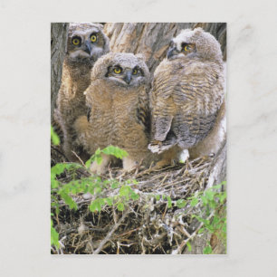 Familie von Jungtieren des Virginia-Uhus (Bubo vir Postkarte